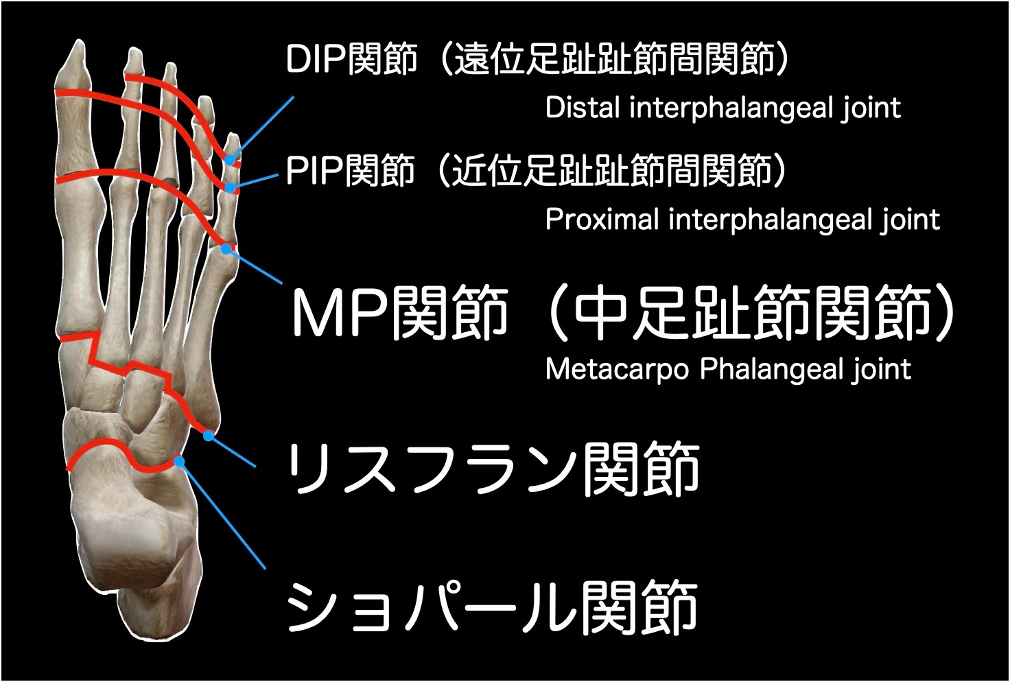 足の基礎解剖学 – 世界のフットケア情報館®