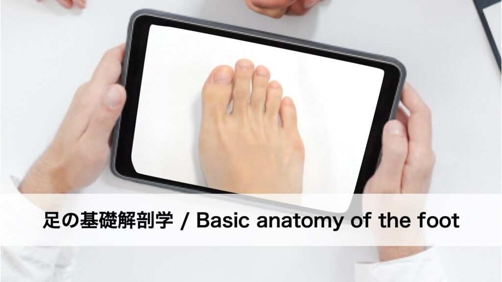 足の基礎解剖学